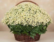 Цветочная композиция из Ромашки в корзине #REPLACE_PRED# Абинске